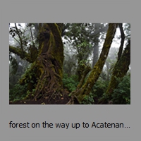 forest on the way up to Acatenango